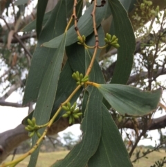 Eucalyptus pauciflora subsp. pauciflora at Googong Foreshore - 28 Jan 2018 10:30 AM