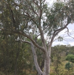 Eucalyptus pauciflora subsp. pauciflora at Googong Foreshore - 28 Jan 2018 10:30 AM