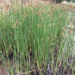 Schoenoplectus validus (River Club-rush) at Burra, NSW - 27 Jan 2018 by alex_watt