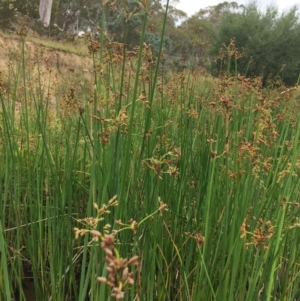 Schoenoplectus tabernaemontani at Burra, NSW - 28 Jan 2018