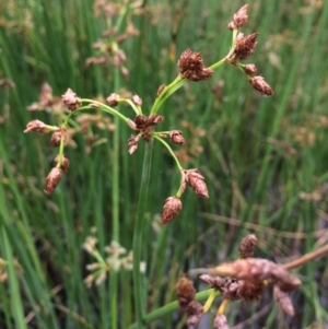 Schoenoplectus tabernaemontani at Burra, NSW - 28 Jan 2018