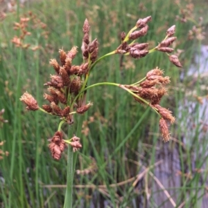 Schoenoplectus tabernaemontani at Burra, NSW - 28 Jan 2018