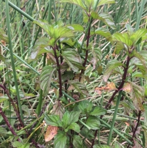 Mentha x piperita at Burra, NSW - 28 Jan 2018 10:47 AM