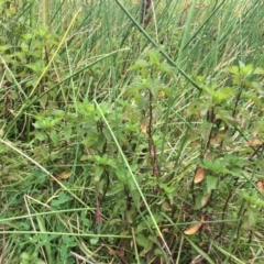 Mentha x piperita at Burra, NSW - 28 Jan 2018 10:47 AM