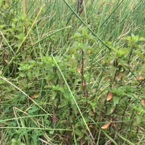 Mentha x piperita at Burra, NSW - 28 Jan 2018 10:47 AM