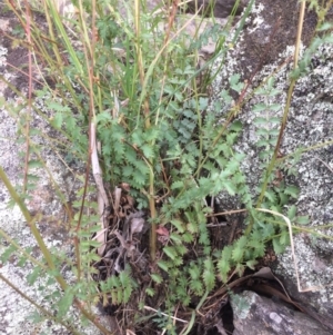 Sanguisorba minor at Burra, NSW - 28 Jan 2018