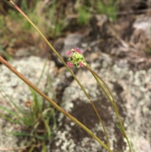 Sanguisorba minor at Burra, NSW - 28 Jan 2018