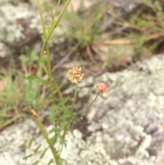 Sanguisorba minor at Burra, NSW - 28 Jan 2018