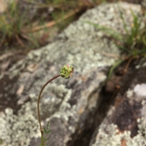 Sanguisorba minor at Burra, NSW - 28 Jan 2018