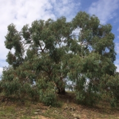 Eucalyptus rubida subsp. rubida (Candlebark) at Burra, NSW - 28 Jan 2018 by alex_watt