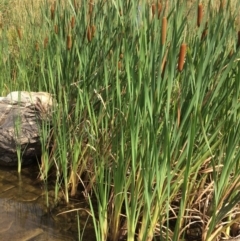 Typha sp. (Cumbungi) at Burra, NSW - 28 Jan 2018 by alexwatt