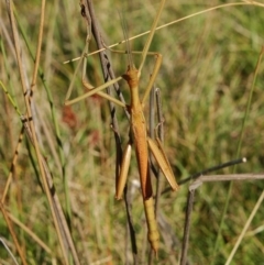 Didymuria violescens (Spur-legged stick insect) at Mount Clear, ACT - 6 Mar 2015 by KMcCue