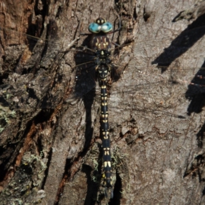 Austroaeschna parvistigma (Swamp Darner) at Mount Clear, ACT - 6 Mar 2015 by KMcCue