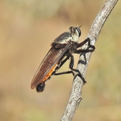 Blepharotes sp. (genus) (A robber fly) at Molonglo Valley, ACT - 29 Jan 2018 by JohnBundock
