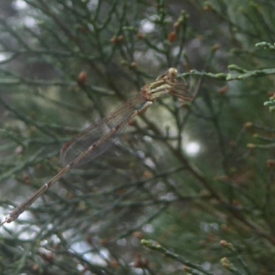 Austrolestes analis (Slender Ringtail) at Flynn, ACT - 28 Jan 2018 by Christine