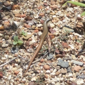 Ctenotus taeniolatus at Acton, ACT - 29 Jan 2018