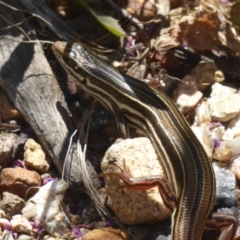 Ctenotus taeniolatus at Acton, ACT - 29 Jan 2018