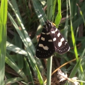 Phalaenoides tristifica at Acton, ACT - 30 Jan 2018 08:01 AM