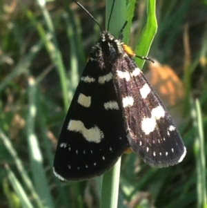 Phalaenoides tristifica at Acton, ACT - 30 Jan 2018 08:01 AM