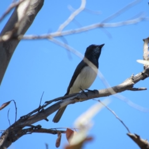 Myiagra rubecula at Greenway, ACT - 13 Jan 2018