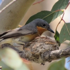 Myiagra rubecula at Greenway, ACT - 13 Jan 2018