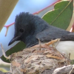 Myiagra rubecula at Greenway, ACT - 13 Jan 2018