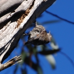 Cormobates leucophaea (White-throated Treecreeper) at Booth, ACT - 7 Mar 2015 by KMcCue