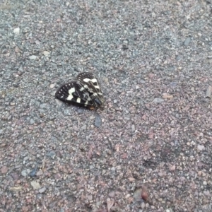 Phalaenoides tristifica at Wamboin, NSW - 22 Dec 2017 05:09 PM