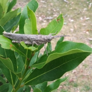 Coryphistes ruricola at Wamboin, NSW - 29 Dec 2017 08:31 AM