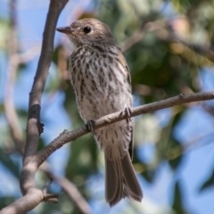 Pachycephala rufiventris (Rufous Whistler) at Paddys River, ACT - 26 Jan 2018 by SWishart