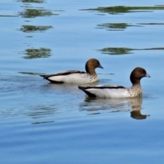 Chenonetta jubata (Australian Wood Duck) at Canberra Central, ACT - 19 Oct 2011 by RodDeb