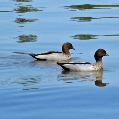 Chenonetta jubata (Australian Wood Duck) at Canberra Central, ACT - 19 Oct 2011 by RodDeb