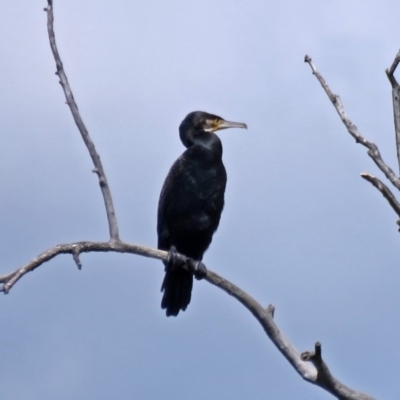 Phalacrocorax carbo (Great Cormorant) at Mount Ainslie to Black Mountain - 17 Sep 2016 by RodDeb