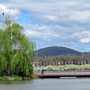 Phalacrocorax carbo at Canberra, ACT - 17 Sep 2016