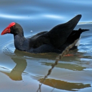 Porphyrio melanotus at Yarralumla, ACT - 20 Oct 2011