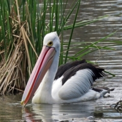 Pelecanus conspicillatus (Australian Pelican) at Parkes, ACT - 17 Sep 2016 by RodDeb