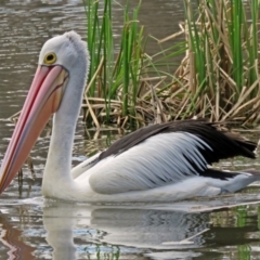 Pelecanus conspicillatus at Parkes, ACT - 17 Sep 2016