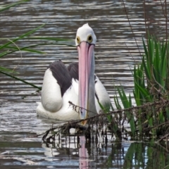 Pelecanus conspicillatus at Parkes, ACT - 17 Sep 2016