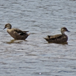 Anas gracilis at Burra, NSW - 25 Jan 2017