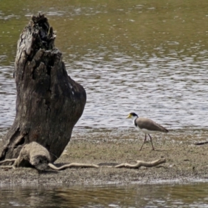 Vanellus miles at Burra, NSW - 25 Jan 2017 02:25 PM