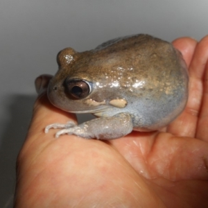 Limnodynastes dumerilii at Latham, ACT - 28 Jan 2018