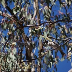 Philemon corniculatus (Noisy Friarbird) at Parkes, ACT - 26 Sep 2017 by Tammy
