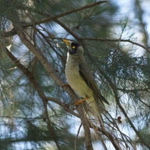 Manorina melanocephala at Parkes, ACT - 7 Nov 2017