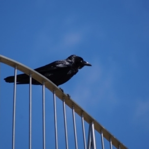 Corvus coronoides at Parkes, ACT - 19 Sep 2017