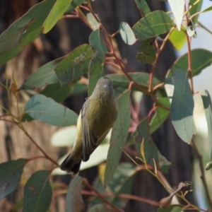 Smicrornis brevirostris at Aranda, ACT - 25 Jun 2016 01:04 PM