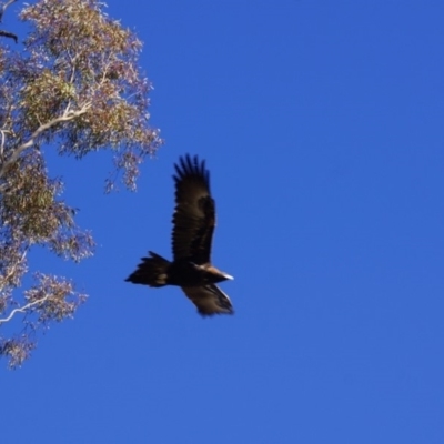Aquila audax (Wedge-tailed Eagle) at Belconnen, ACT - 12 Jun 2016 by Tammy