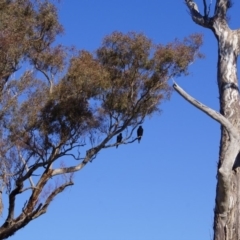 Aquila audax at Belconnen, ACT - 12 Jun 2016