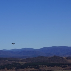 Aquila audax at Belconnen, ACT - 12 Jun 2016