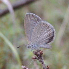 Zizina otis (Common Grass-Blue) at Rob Roy Range - 8 Jan 2018 by michaelb