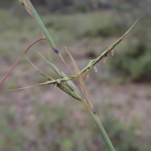 Cymbopogon refractus at Conder, ACT - 8 Jan 2018